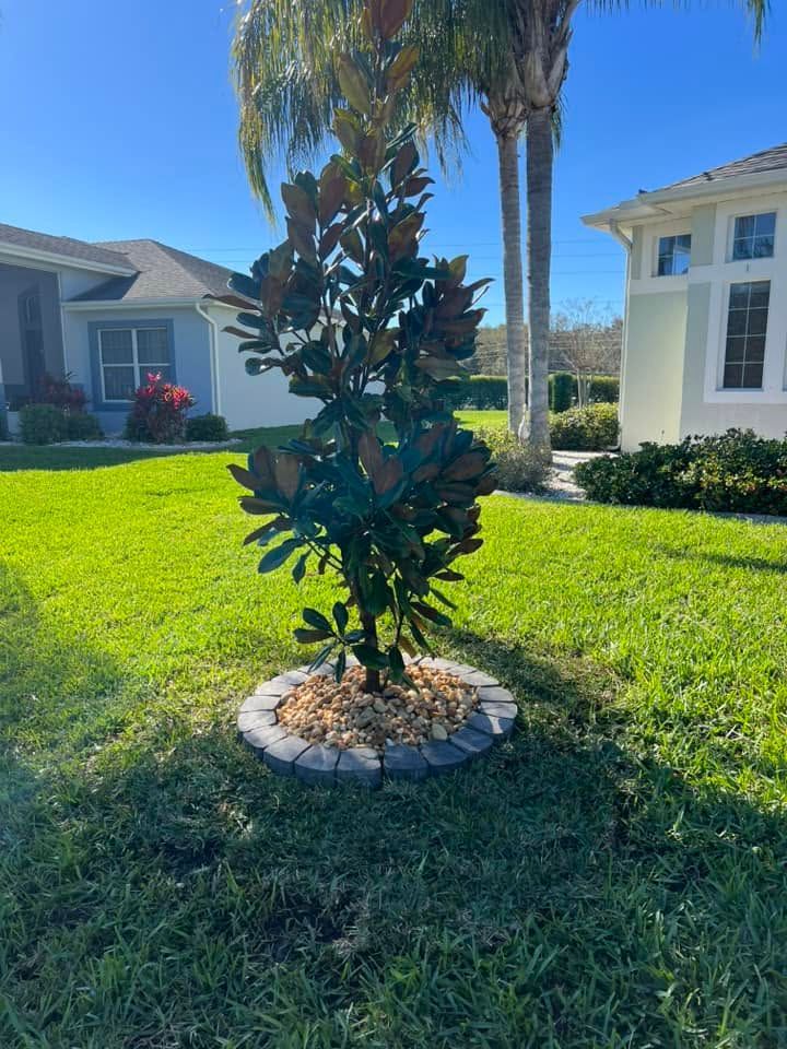 Small ornamental tree in a stone ring on a sunny lawn between two white houses