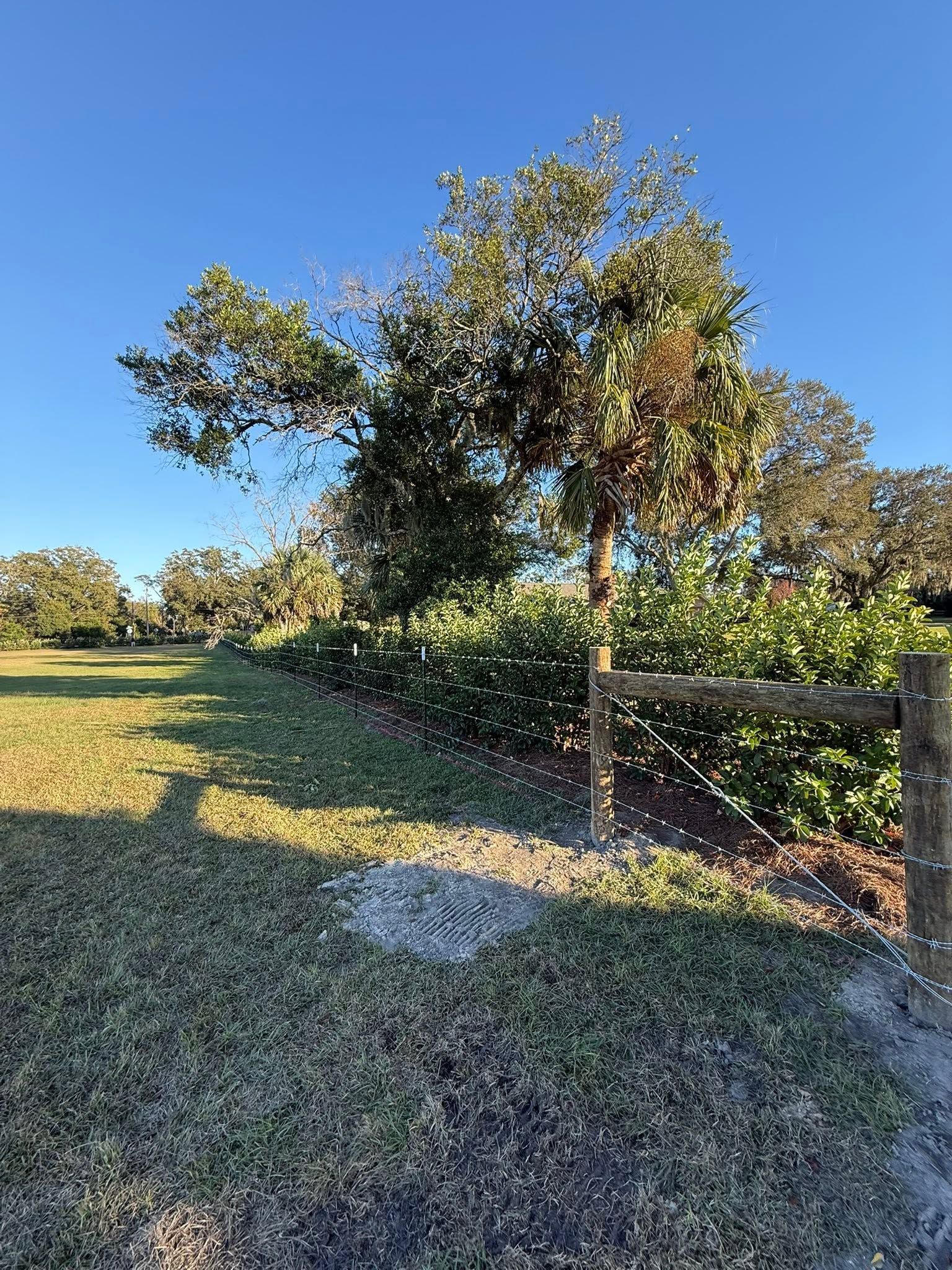 Grassy field beside a wooden fence and trees under a clear blue sky, lit by late-afternoon sun
