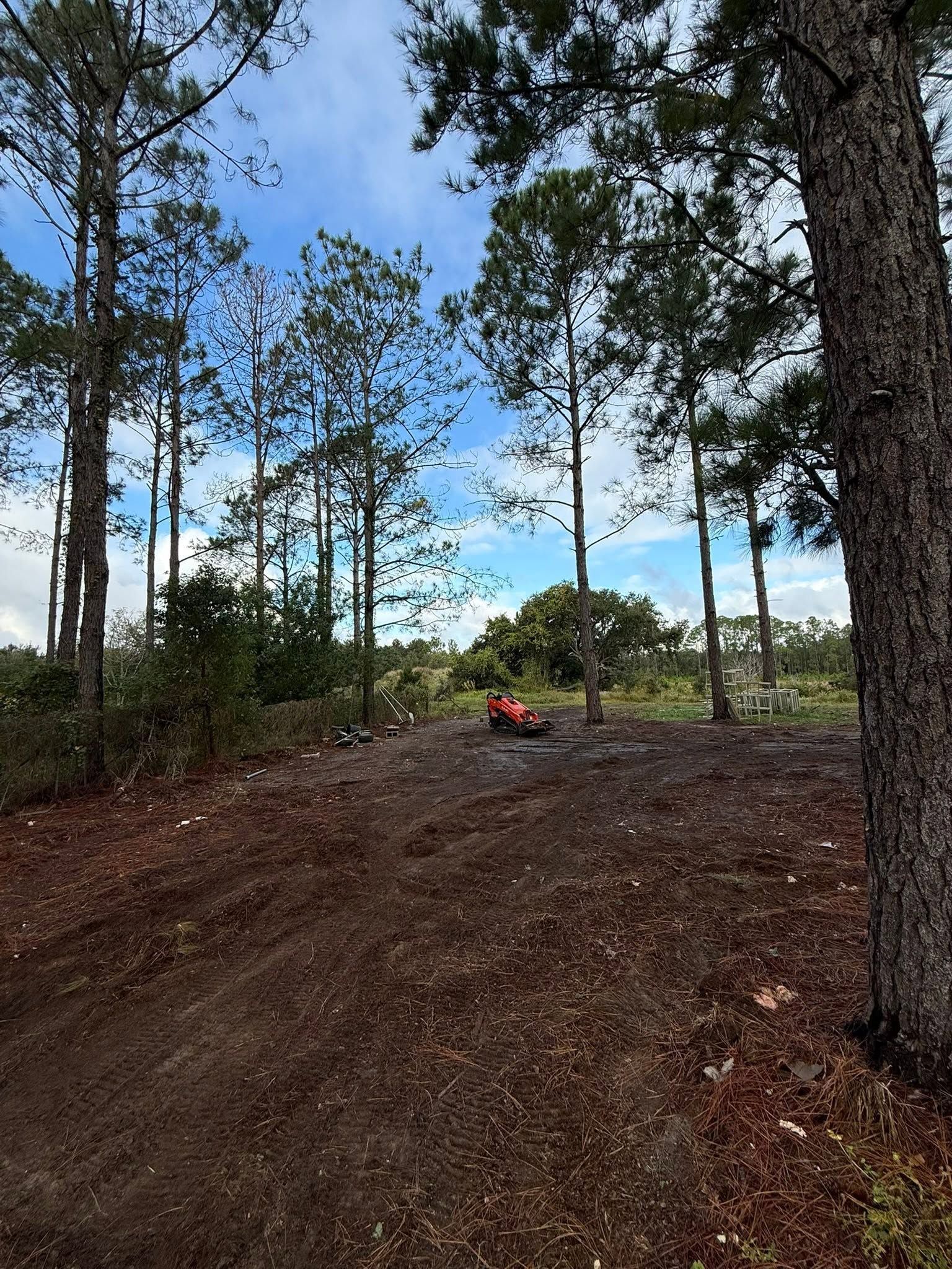 Cleared woodland trail with pine trees, blue sky, and a person in orange near the center.