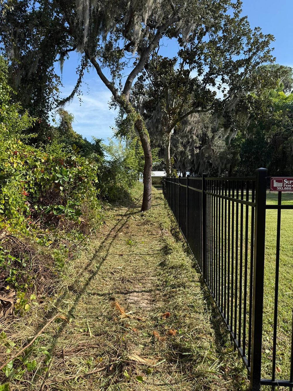 Sunny grassy path beside black metal fence under trees, with blue sky in the background.