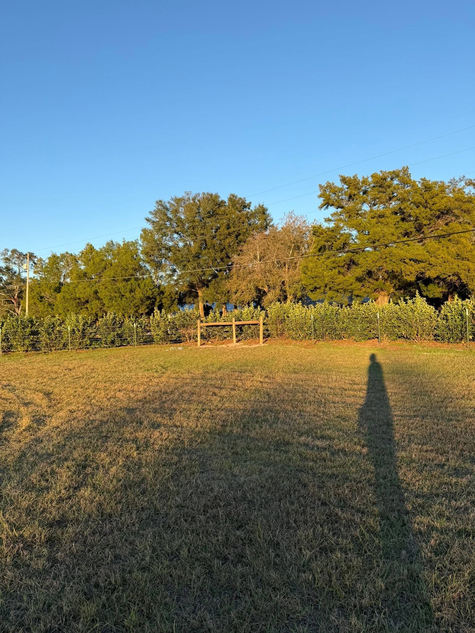Grassy field at sunset with trees in the distance and a long shadow in the foreground