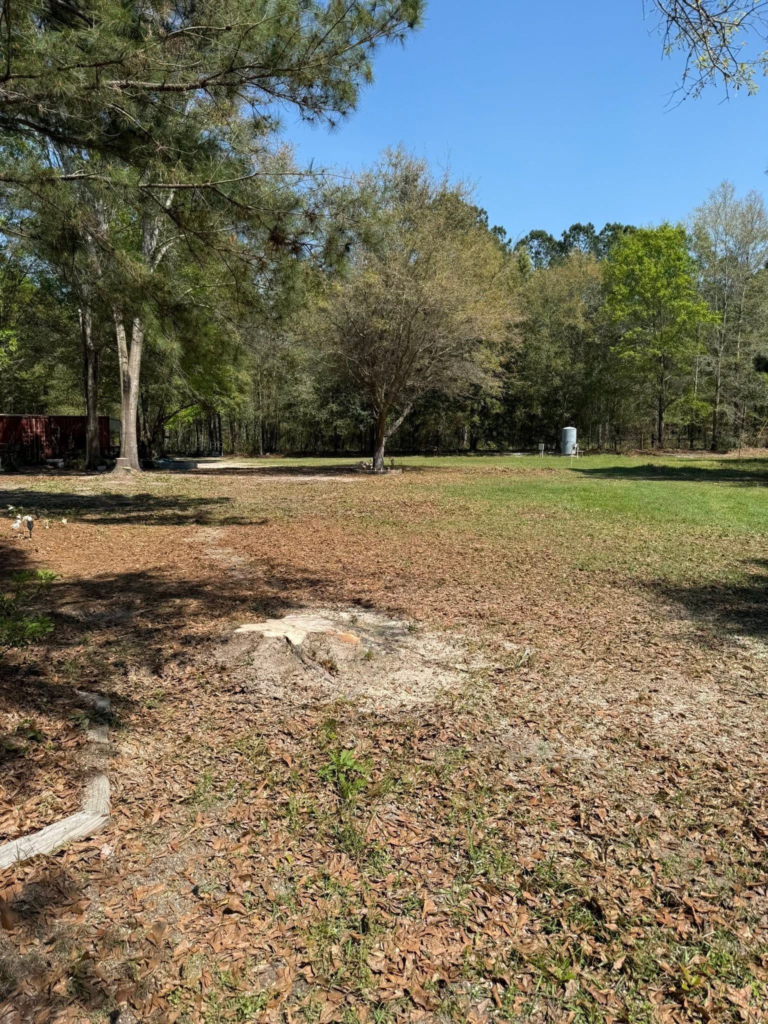 Leaf-covered yard with trees and a sunny blue sky