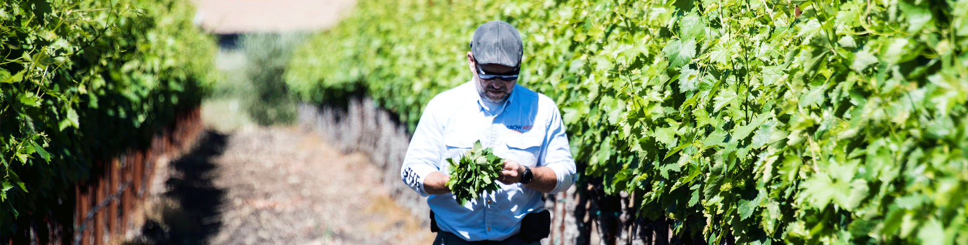 Man examining leaves in a vineyard. Rows of green grape vines on either side.