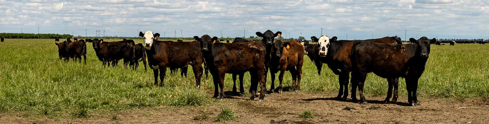 A herd of black cattle grazing in a green field under a cloudy sky.