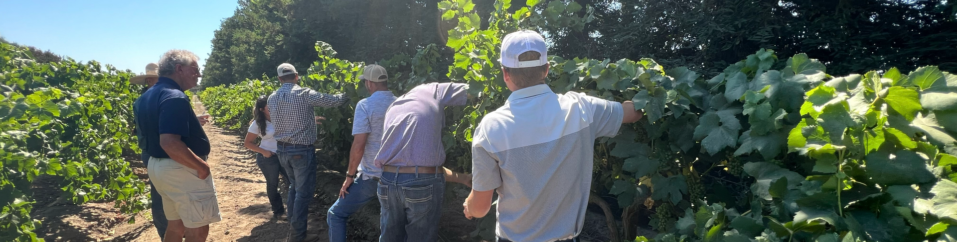 A group of people in a vineyard examining grapevines on a sunny day.