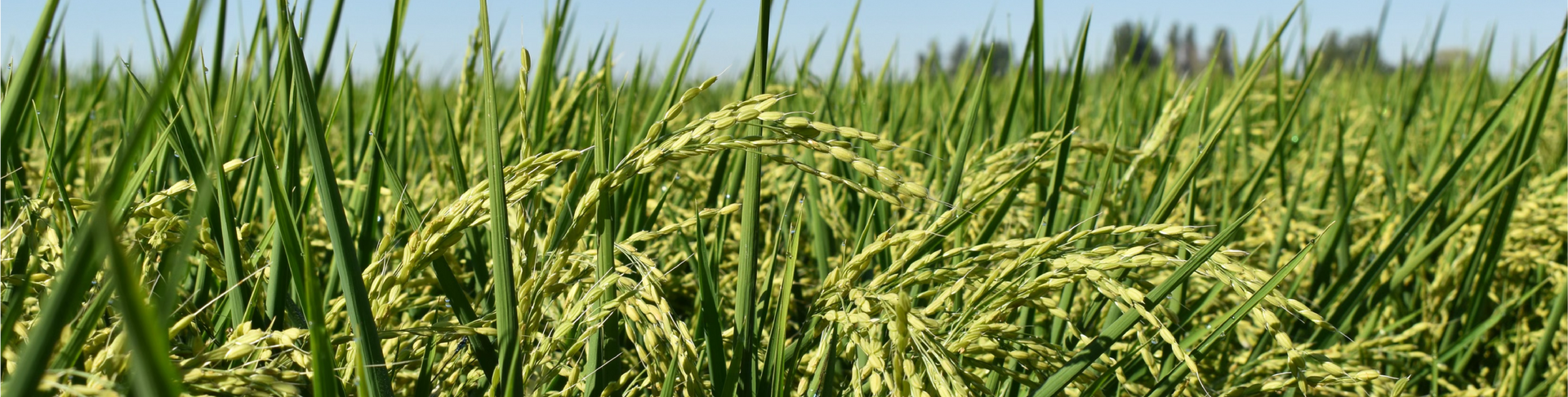 Green rice plants in a field under a blue sky, sunlight highlighting the grains.