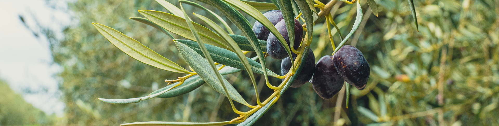 Olive branch with dark purple olives and green leaves.