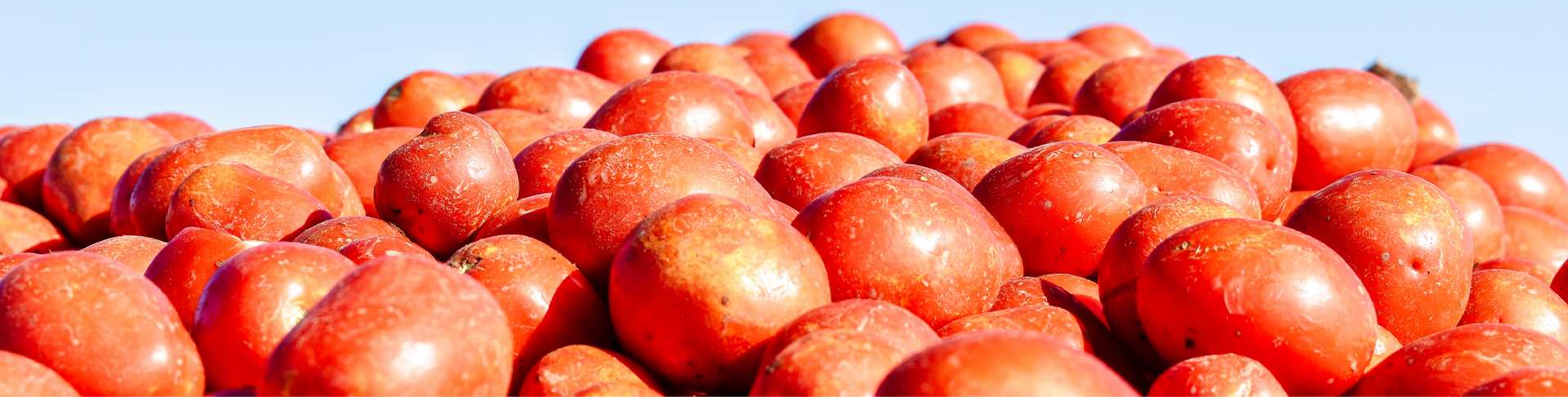 Pile of red potatoes against a light blue sky.