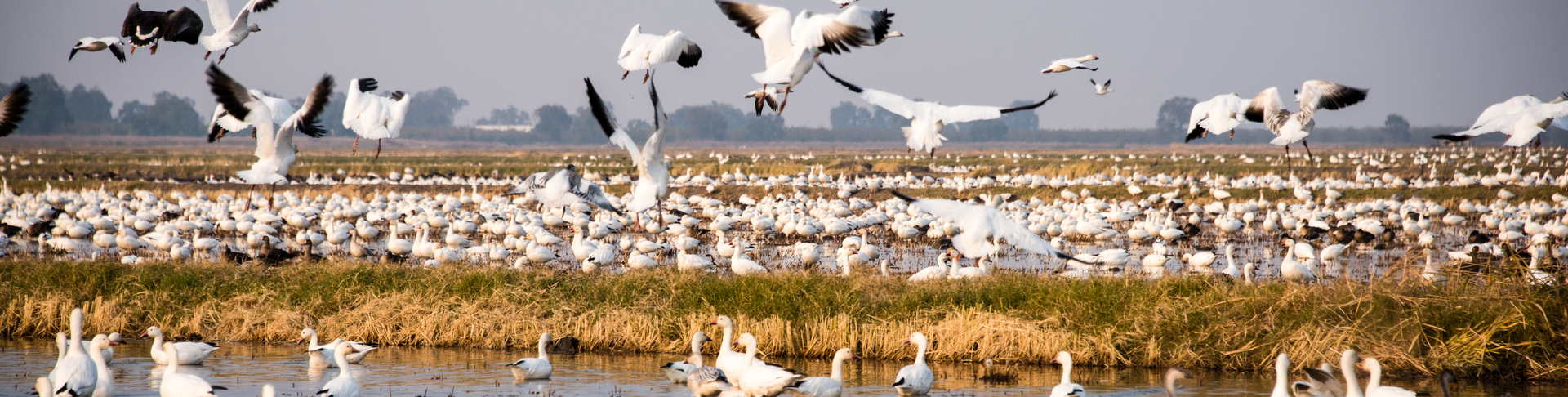 White birds flock over a field, some in flight. Light brown grass and water in the foreground, hazy sky in background.