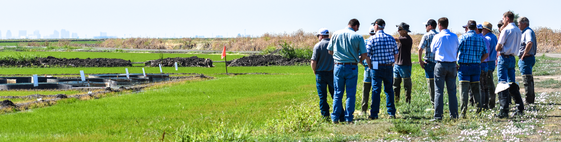 A group of people standing in a field, possibly a farm, looking at crops.