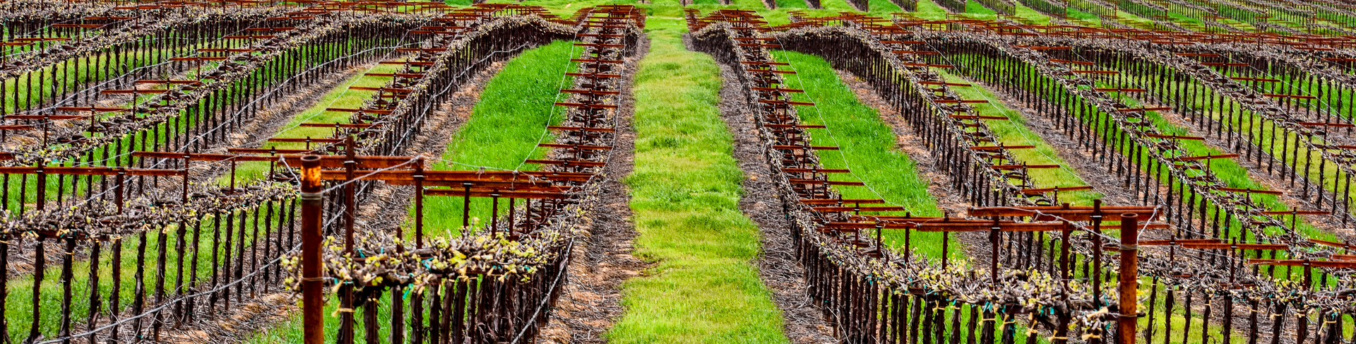 Rows of grape vines in a vineyard, with green grass between the rows.