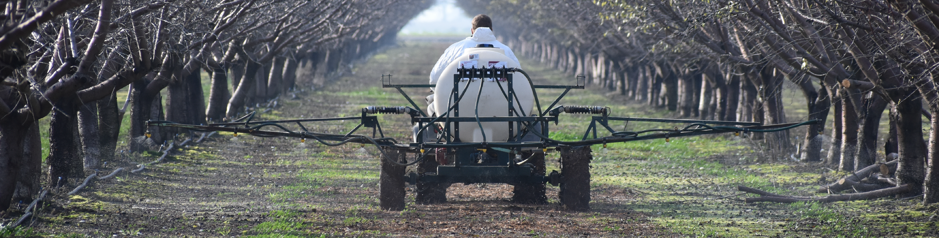 A tractor sprays a row of trees, likely for pest control, in a grove.