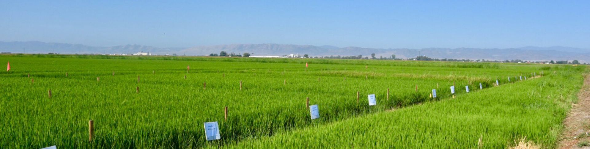 Green field of crops with white tags under a blue sky. Mountains in the distance.