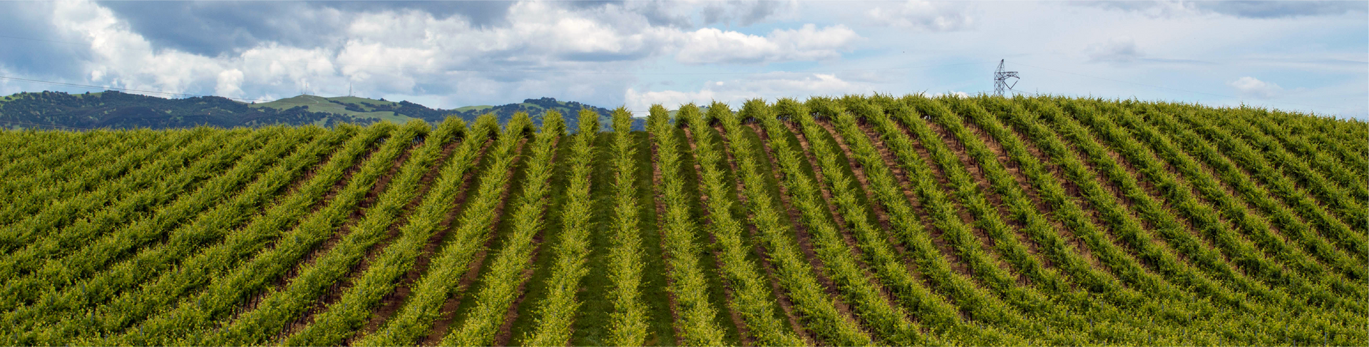 Rows of grape vines on a rolling hill under a cloudy sky.