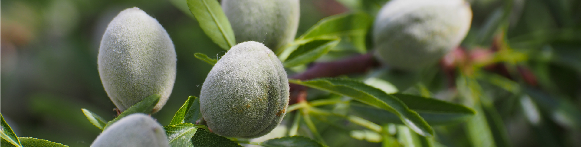 Close-up of unripe almonds on a tree branch, featuring green almond shells and leaves.