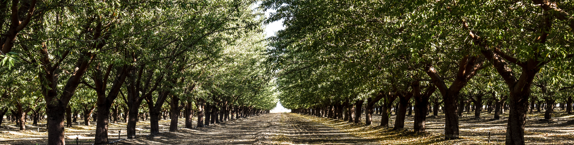 Rows of trees with green leaves and brown trunks in a field, leading to a bright horizon.