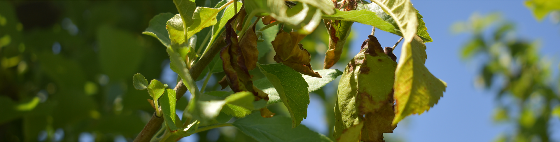 Close-up of green leaves with brown spots, likely due to a plant disease, against a blue sky.