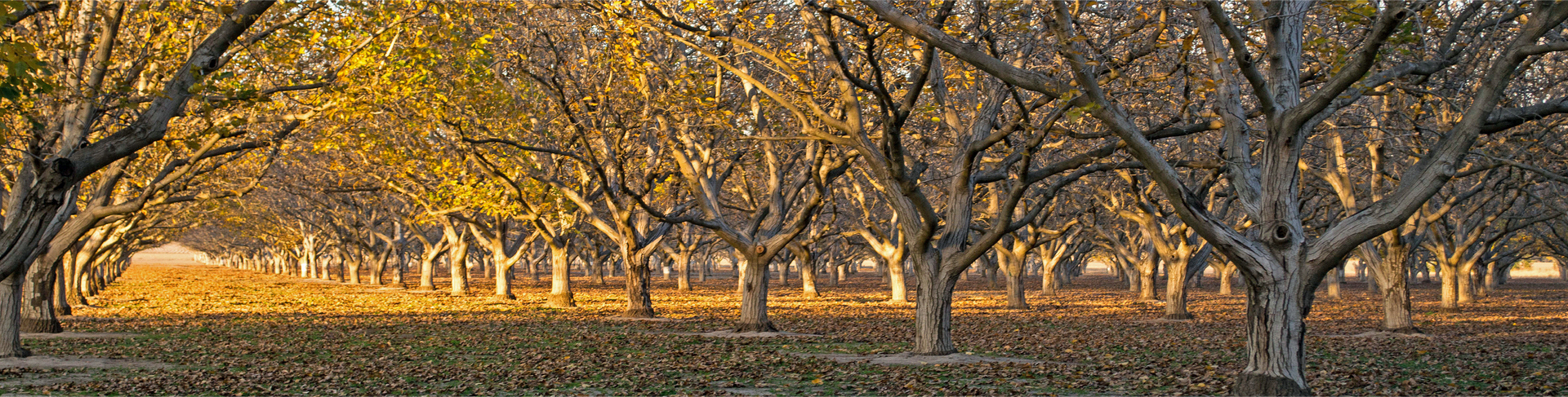 Rows of bare trees in a golden orchard, with warm sunlight filtering through the branches.