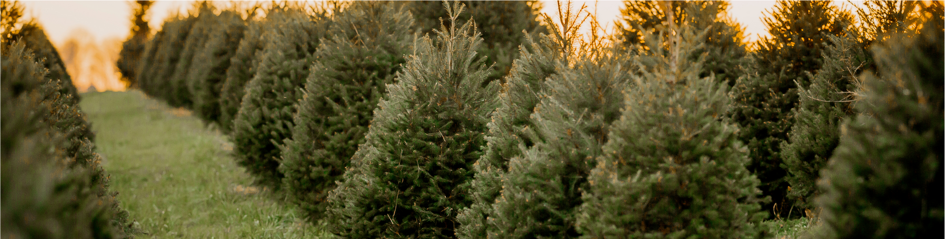 Rows of evergreen trees in a field with golden sunlight in the background.