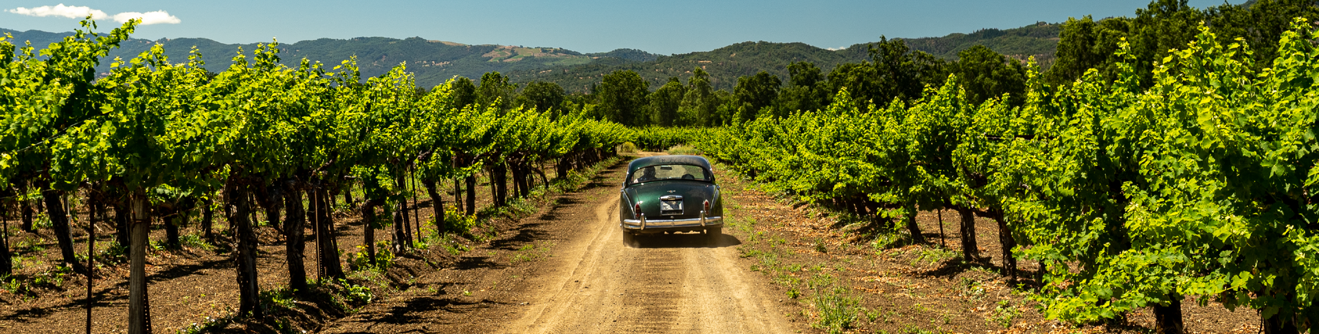 A vehicle drives down a dirt road through a vineyard with rows of green grapevines.
