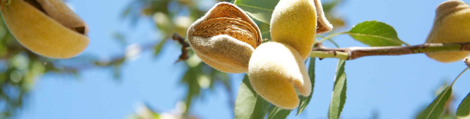 Close-up of almonds on a tree branch, with a clear blue sky in the background.