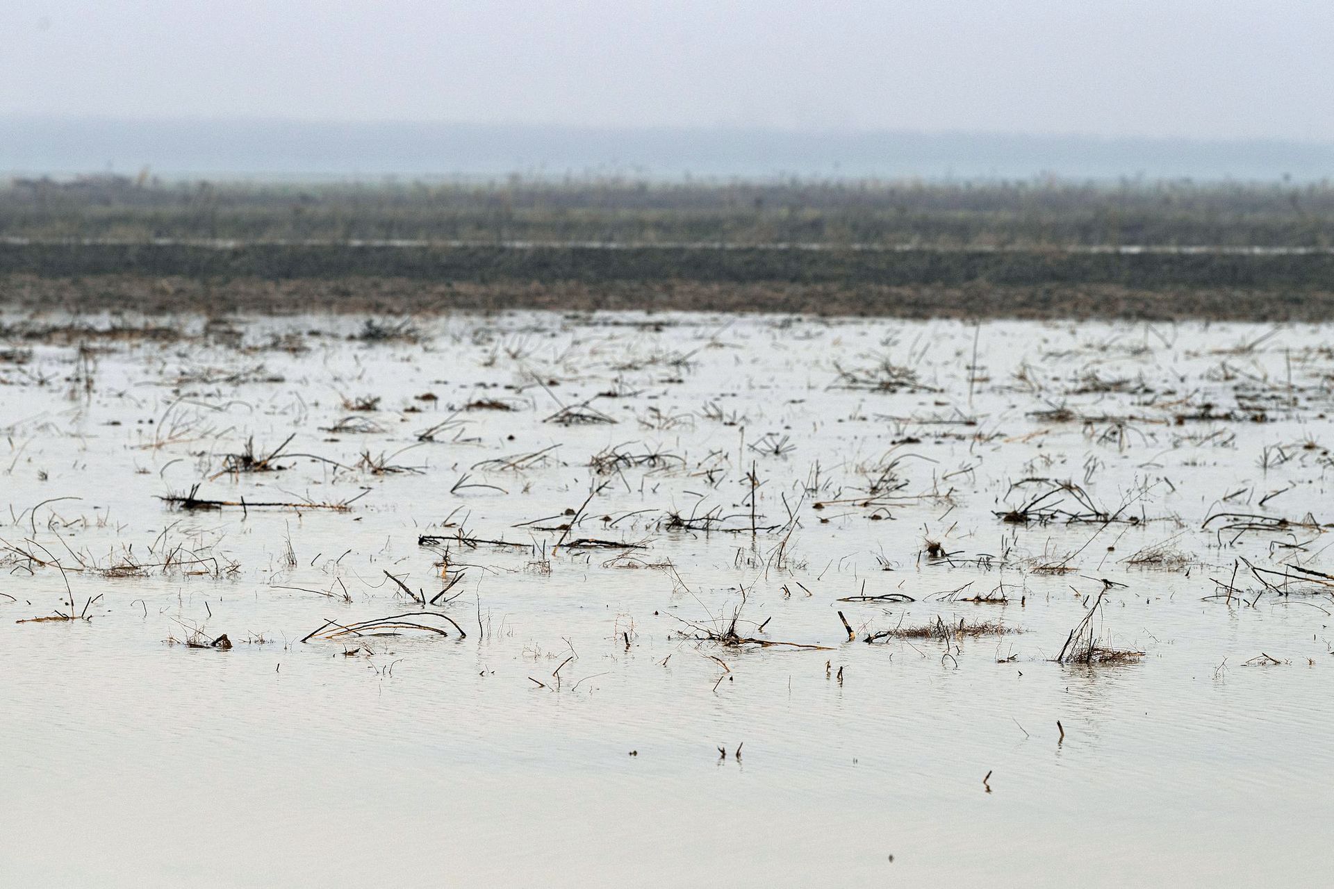 Surplus surface water is applied to a Yolo County rice field during the winter to provide waterfowl habitat as well as groundwater recharge. Photo courtesy Yolo Subbasin Groundwater Agency.