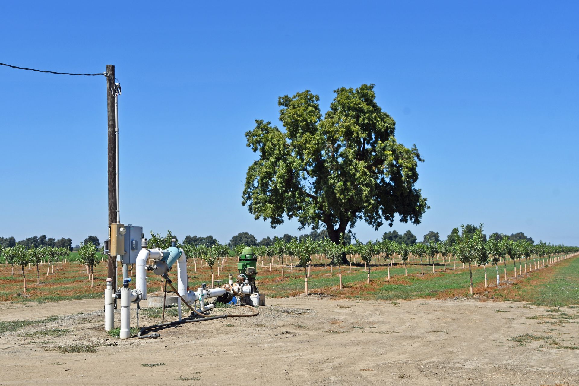 The acres planted to perennial crops in Yolo County nearly tripled between 1997 and 2021. Because perennial crops cannot be fallowed during a dry year, the increased orchard plantings resulted in a “hardening” of groundwater demand. Photo: Vicky Boyd