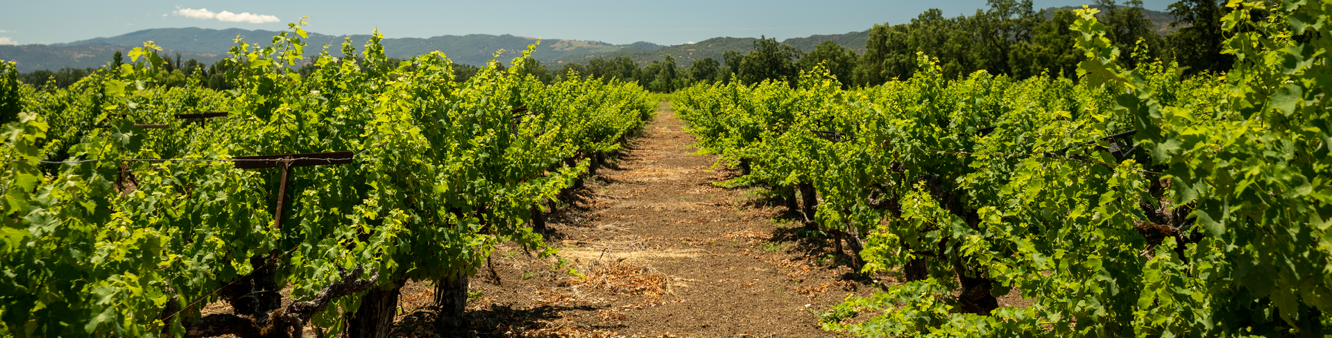 Rows of grape vines in a vineyard with a path leading to the distance under a sunny sky.