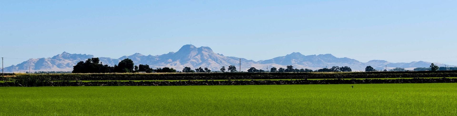Green field with mountains in the background under a blue sky.