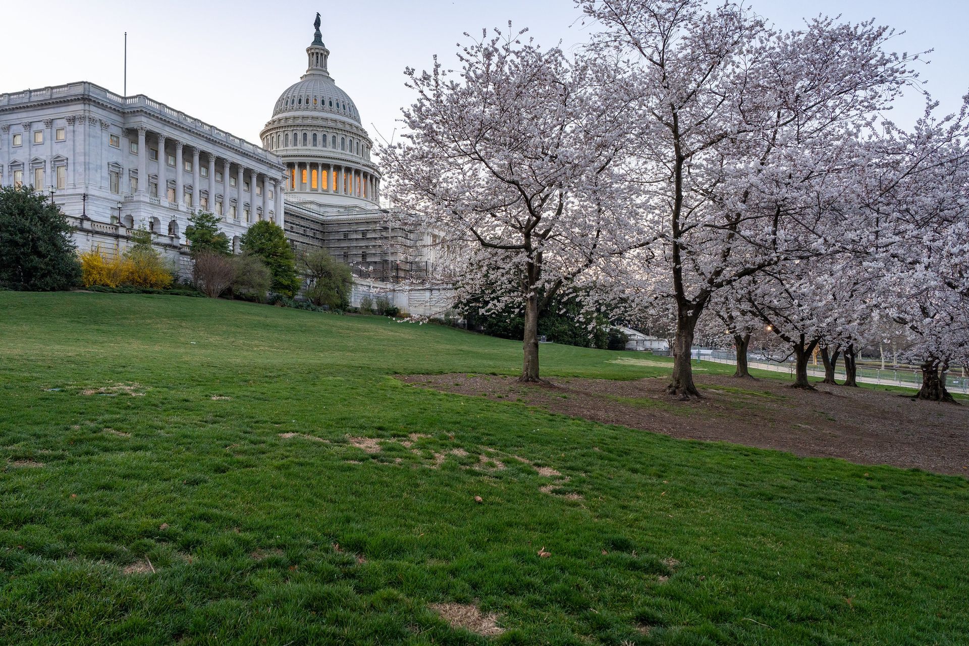 Cherry blossom trees in bloom on a grassy hill with the U.S. Capitol dome in the background