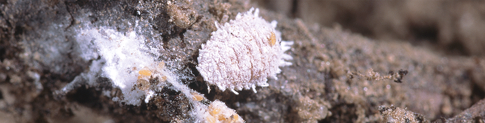 Close-up of a pale, oval-shaped mealybug on a brown, textured surface. White, cottony filaments surround the bug.
