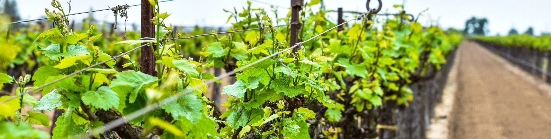Vineyard with rows of grape vines lining a dirt road. Lush green leaves against a pale sky.