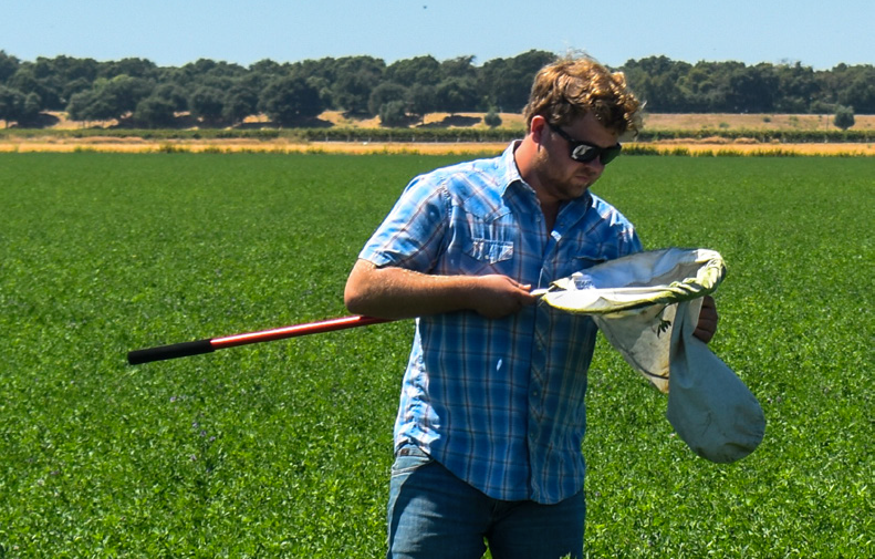 Man in field, examining contents of insect net. Blue plaid shirt, sunglasses, green crops in background.