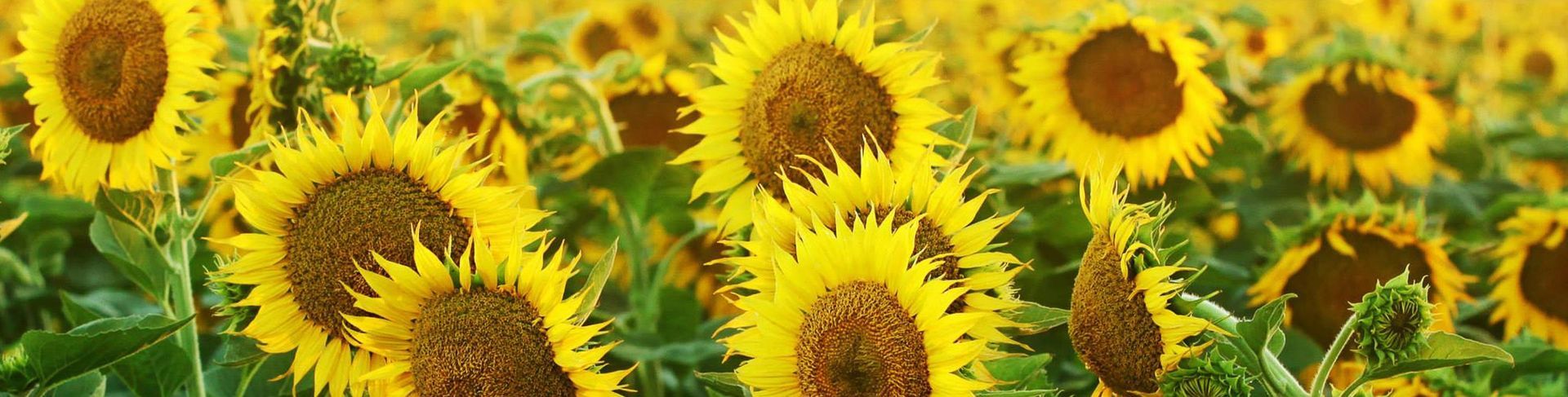 Field of vibrant yellow sunflowers, with dark brown centers, bathed in sunlight.