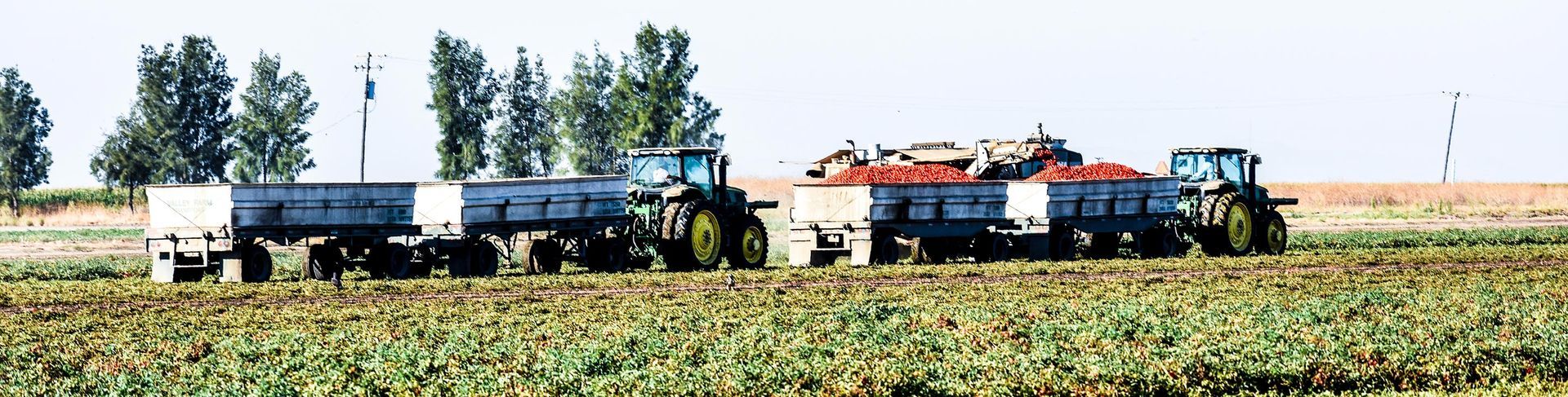 Two tractors pulling trailers loaded with tomatoes in a field. Trees and a clear sky are in the background.