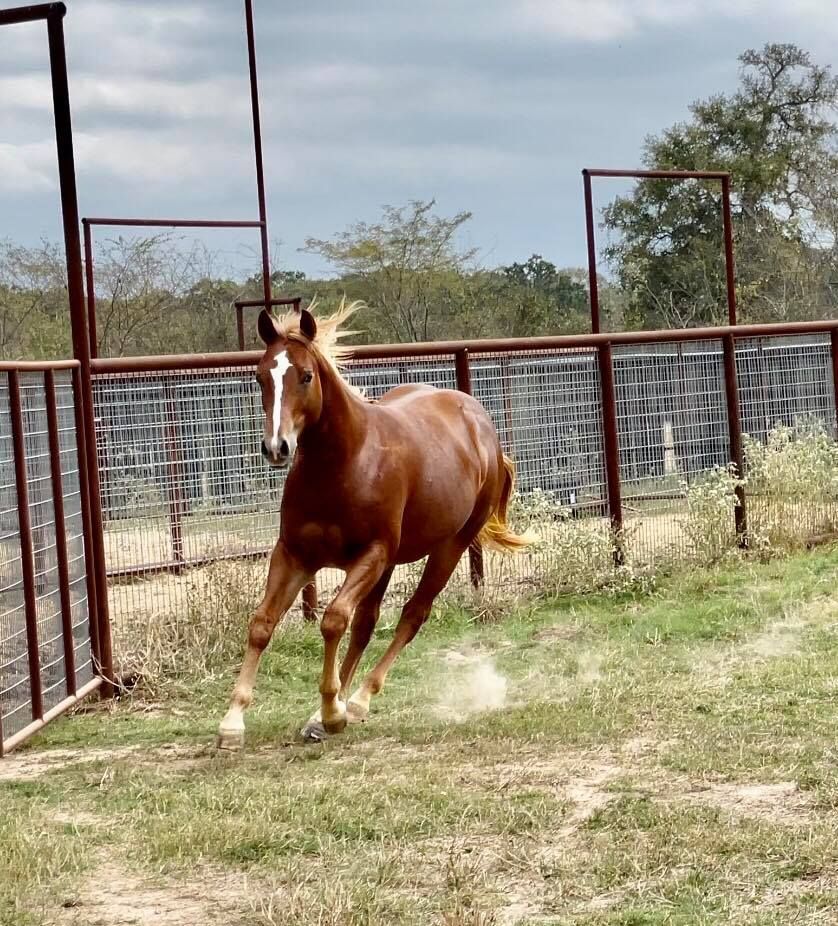 Brown horse running in a fenced paddock, kicking up dust.
