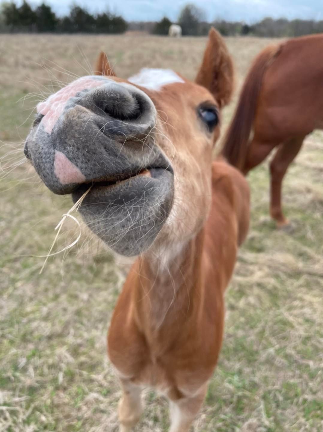 Close-up of a brown horse’s nose and face in a grassy field, with another horse in the background