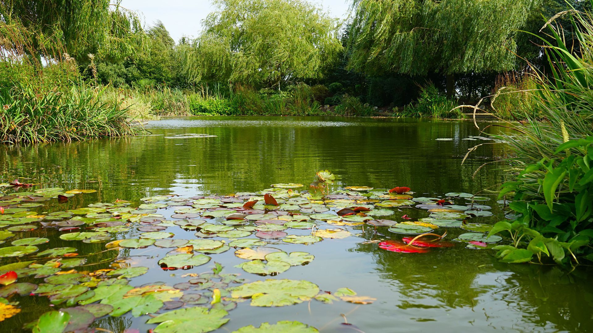 Peaceful pond with lily pads and green reeds surrounded by lush trees.