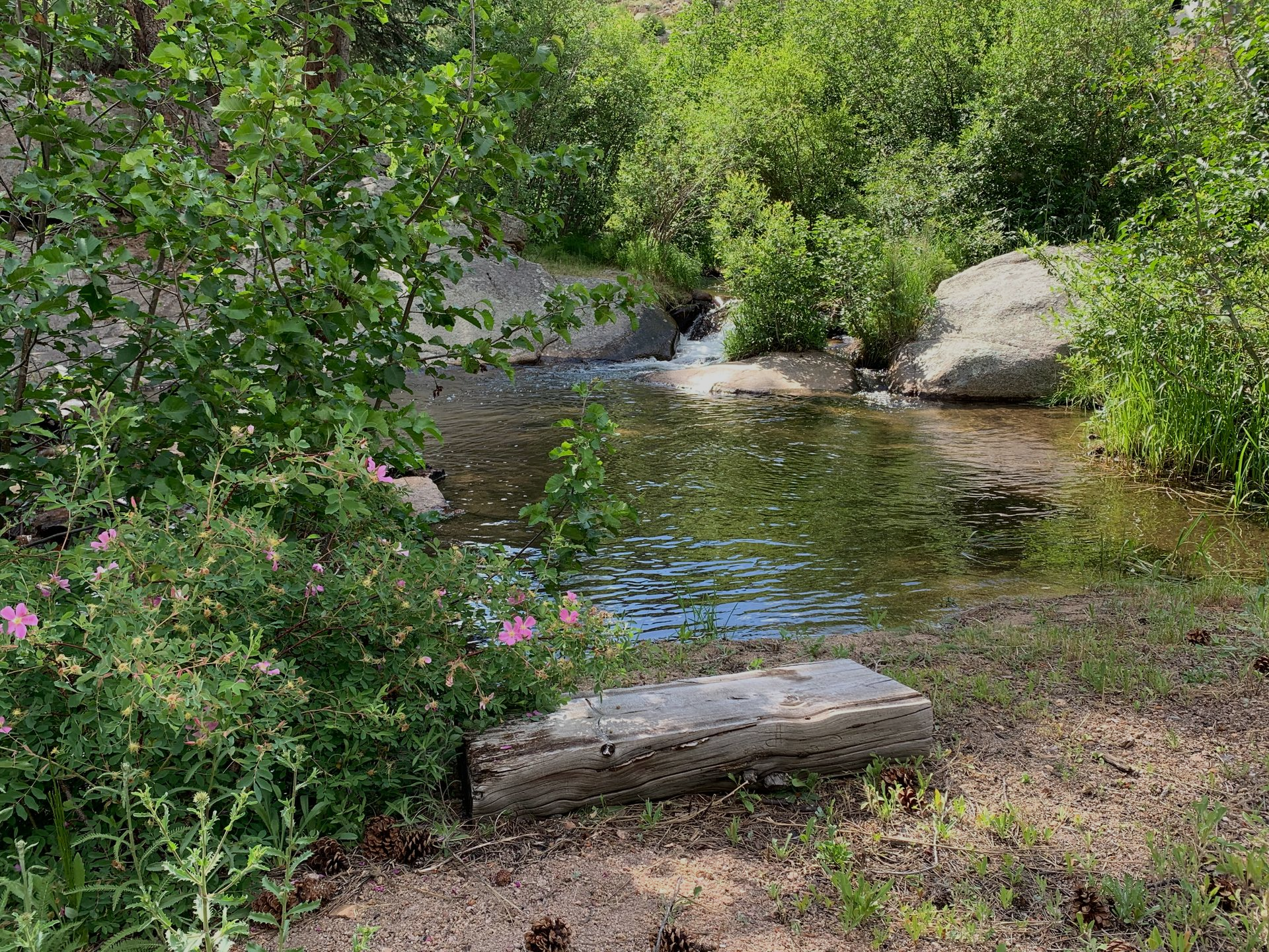 Small stream flowing through a lush green, sunny landscape.