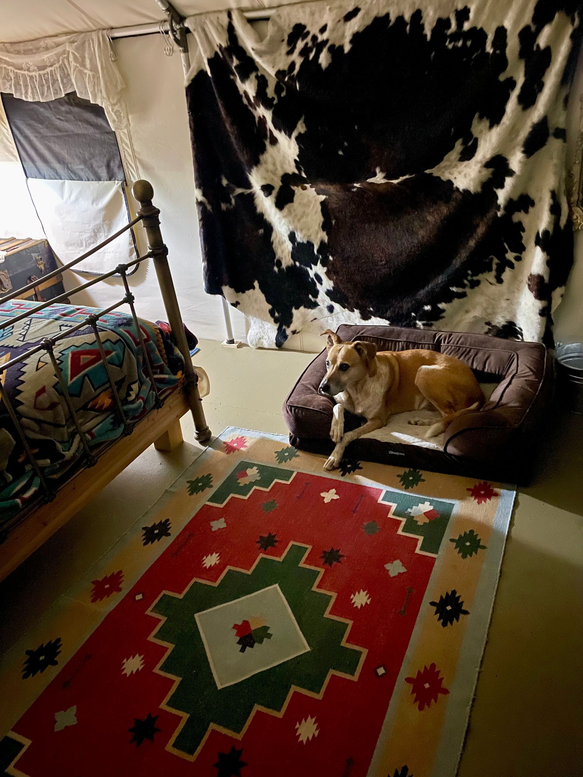 Dog resting on a brown dog bed in a room with a patterned rug and cowhide decor.