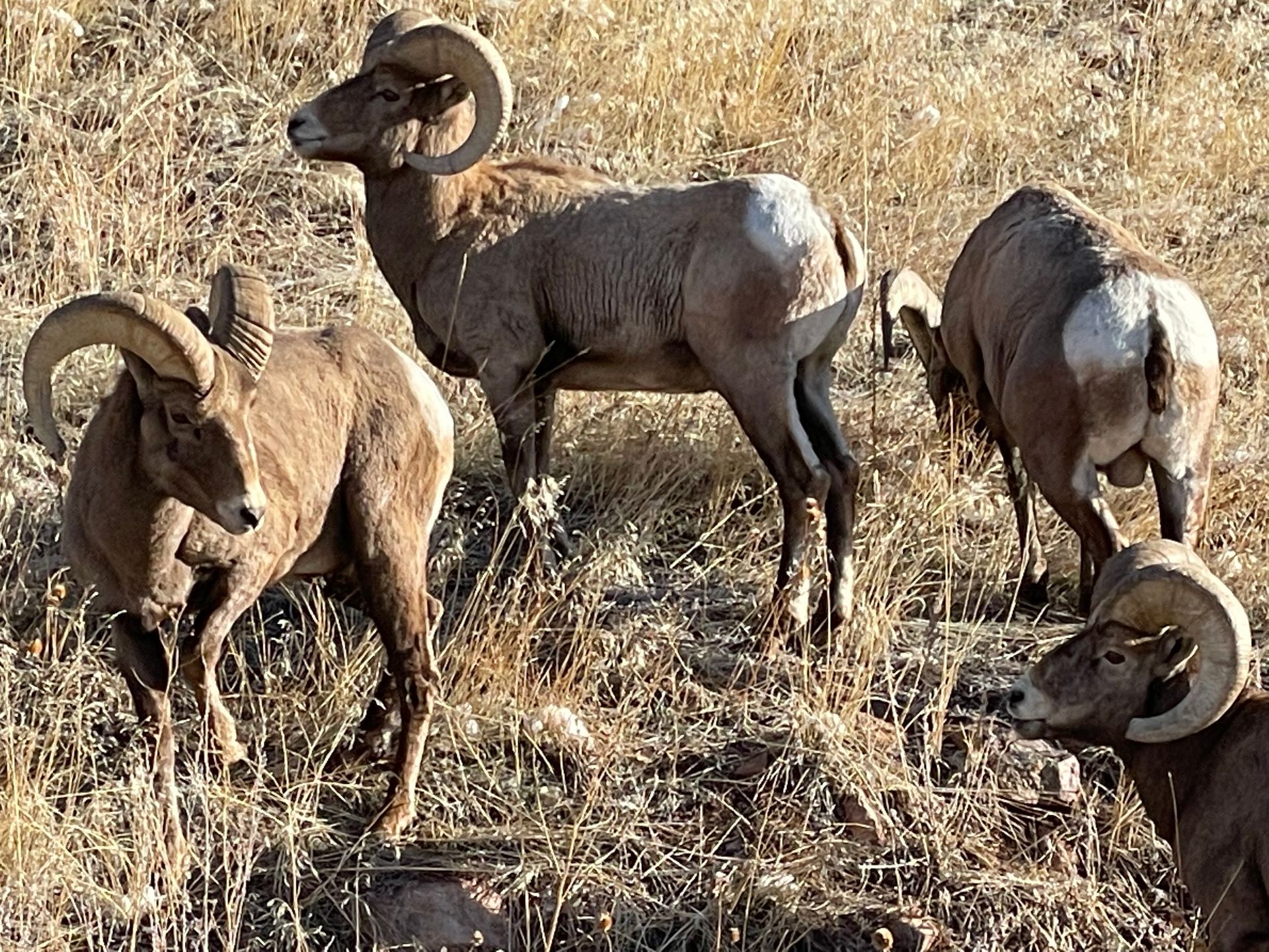 Bighorn sheep with large, curved horns graze on a dry, grassy hillside.