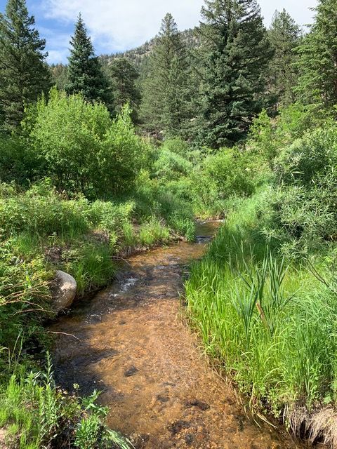 A clear stream flows through lush green vegetation in a forest setting with tall trees.