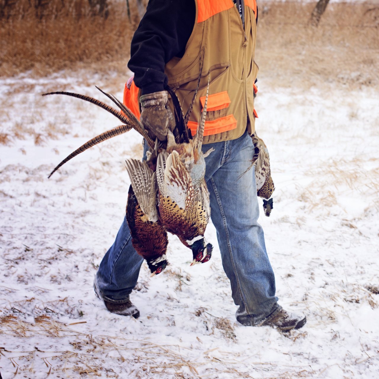 Pheasant Hunts in South Dakota outfitter