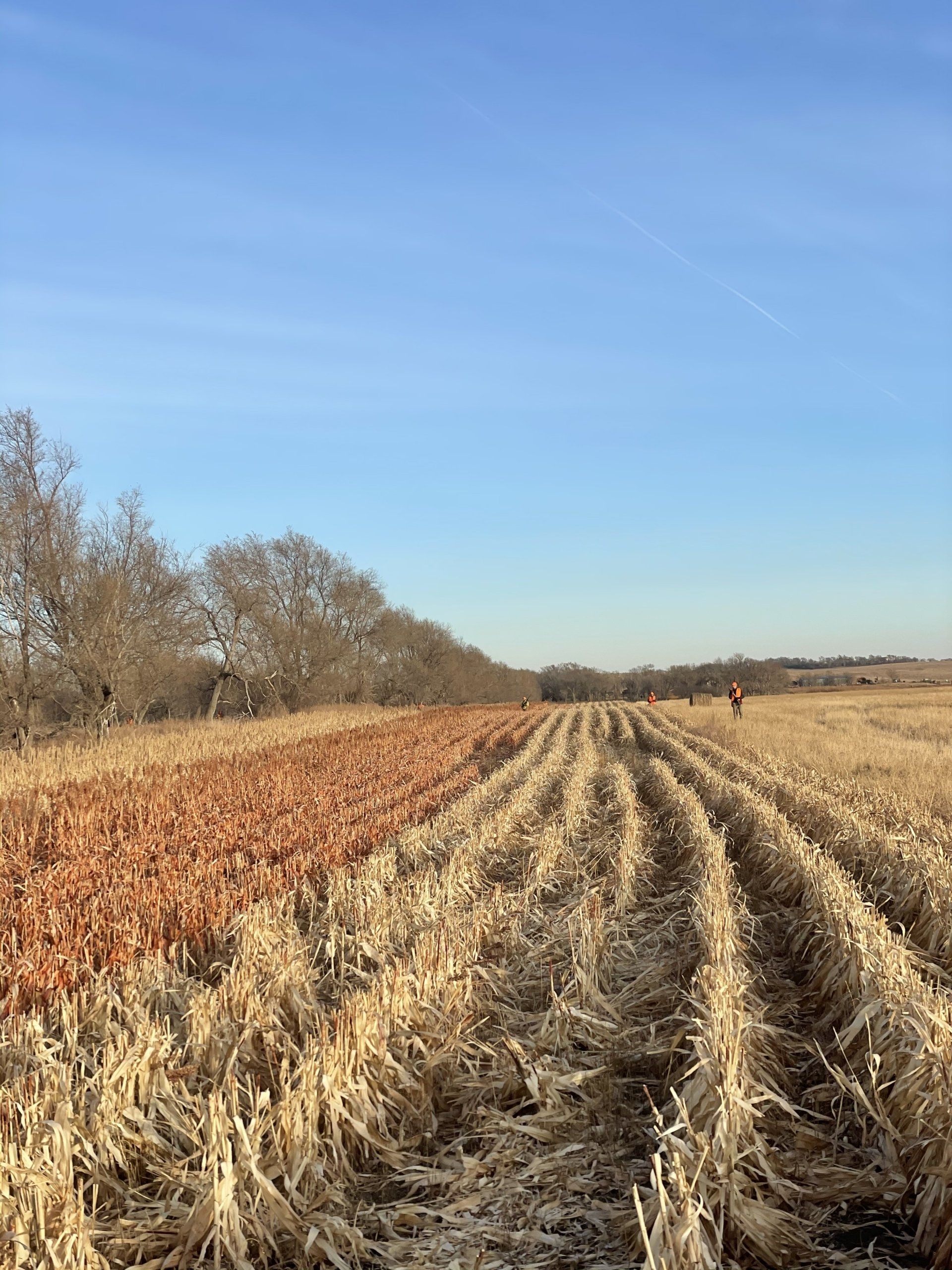 grouse and pheasant hunting in SD