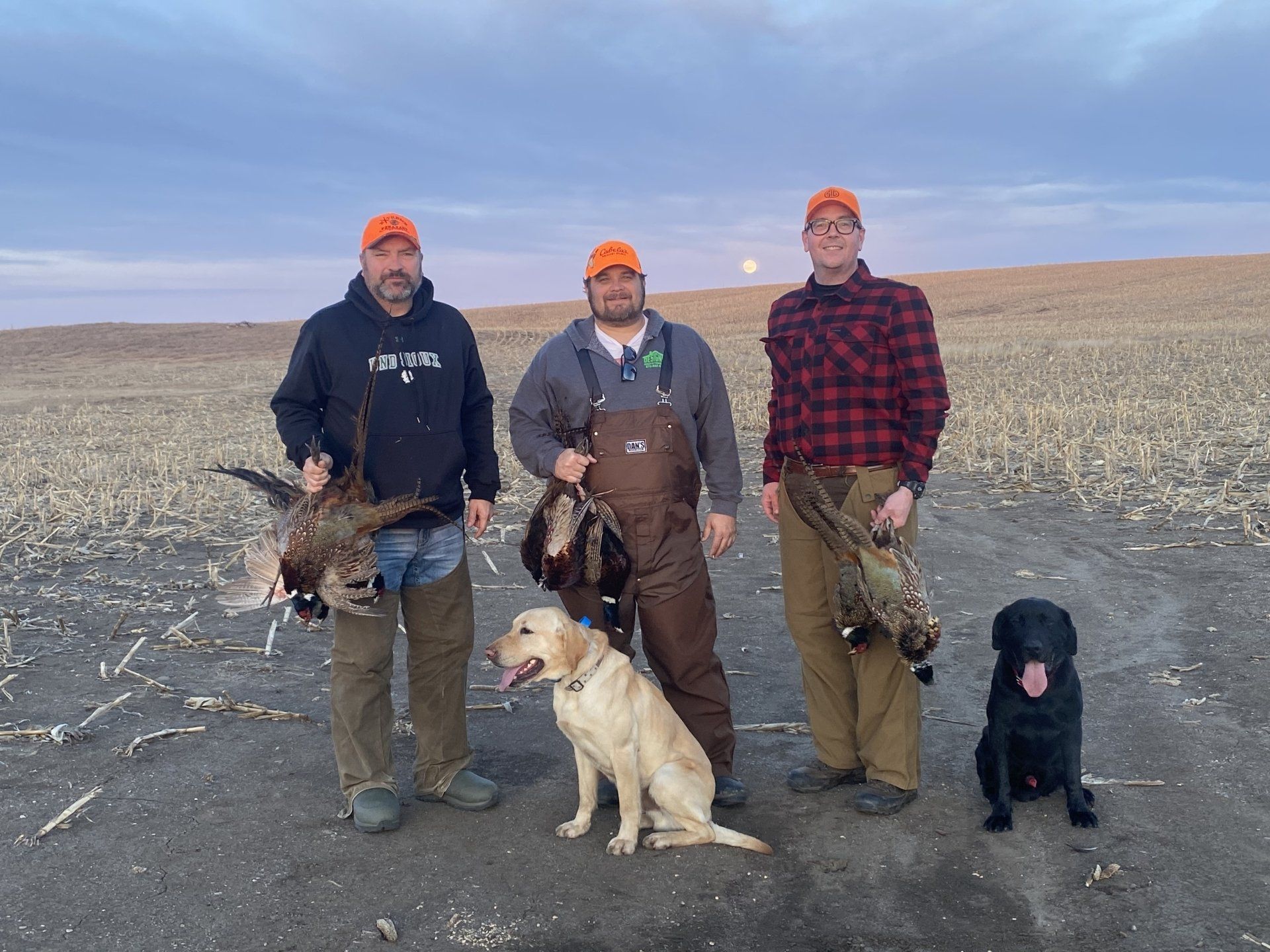 pheasants in SD