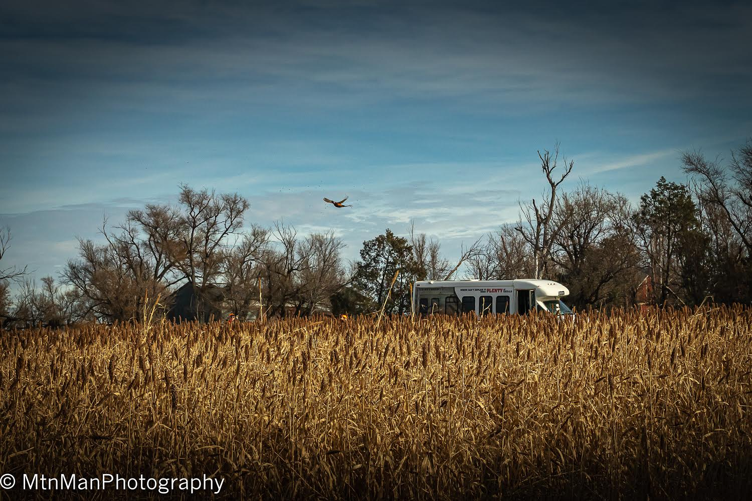 pheasant hunting SD