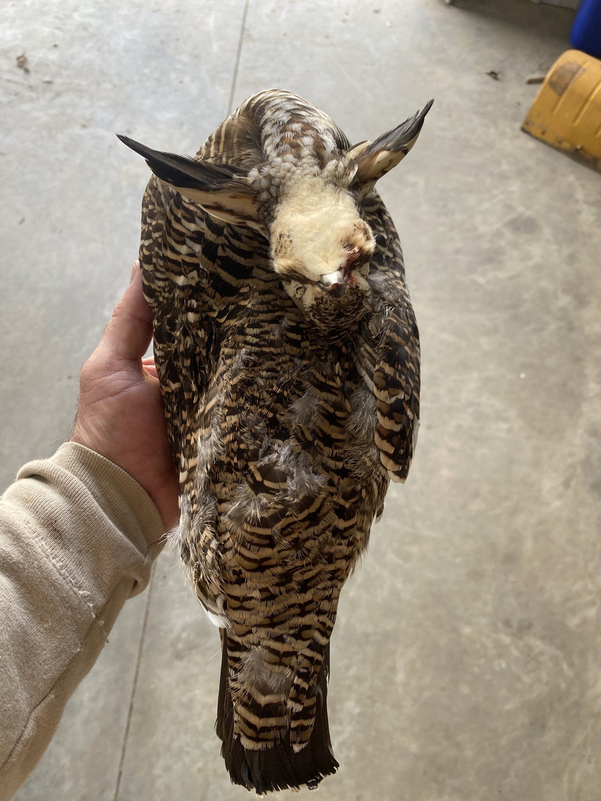 Upland Hunts in South Dakota private land