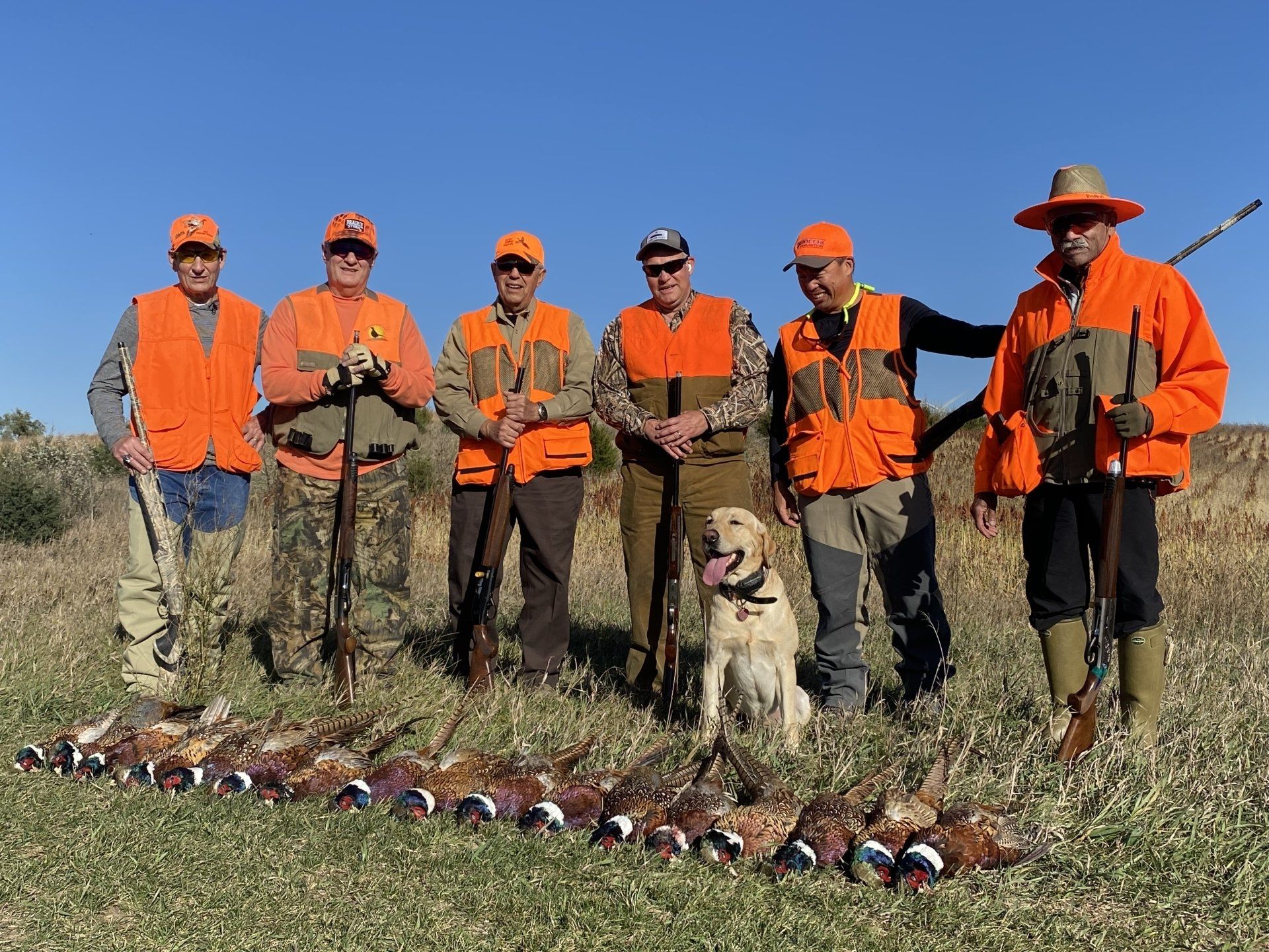 Sodak pheasants