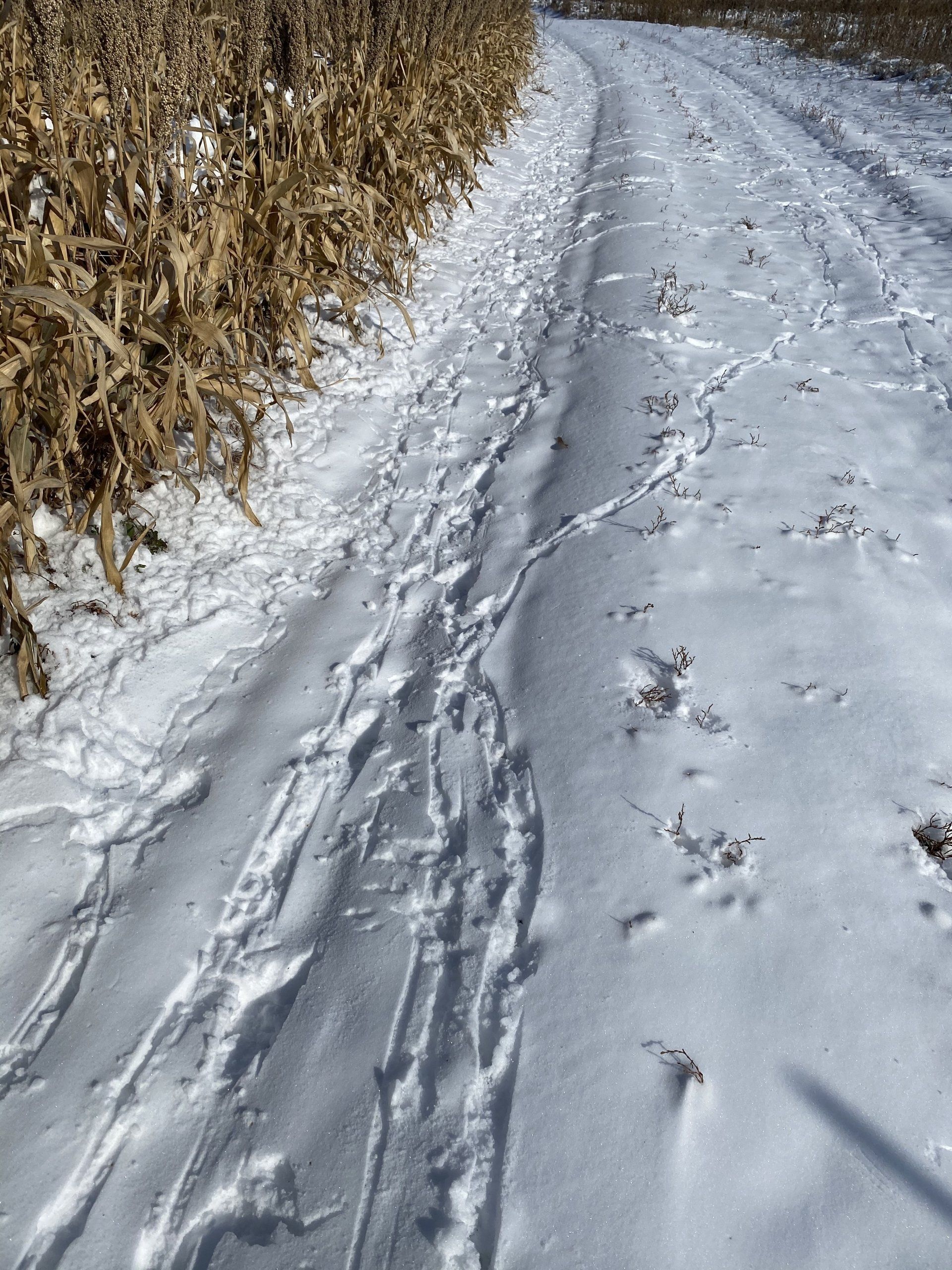 Pheasant tracks