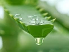 Foglia di aloe vera con gocce d'acqua. Foglia verde con acqua che gocciola dalla punta.